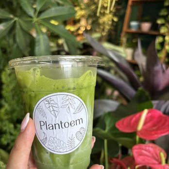 Plantoem - Matcha latte - Cafes Near Me - Honolulu, Hawaii