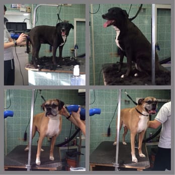 Snip N' Clip Dog Grooming - Great job with my pups today!!! - Pet Groomers Near Me - Secaucus, New Jersey Snip N' Clip Dog Grooming - Great job with my pups today!!! - Pet Groomers Near Me - Secaucus, New Jersey