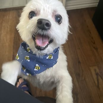 Bubbles & Bows - This is my pup Boston fresh from a spaw day at Bubbles and Bows. - Pet Services Near Me - Oklahoma City, Oklahoma Bubbles & Bows - This is my pup Boston fresh from a spaw day at Bubbles and Bows. - Pet Services Near Me - Oklahoma City, Oklahoma
