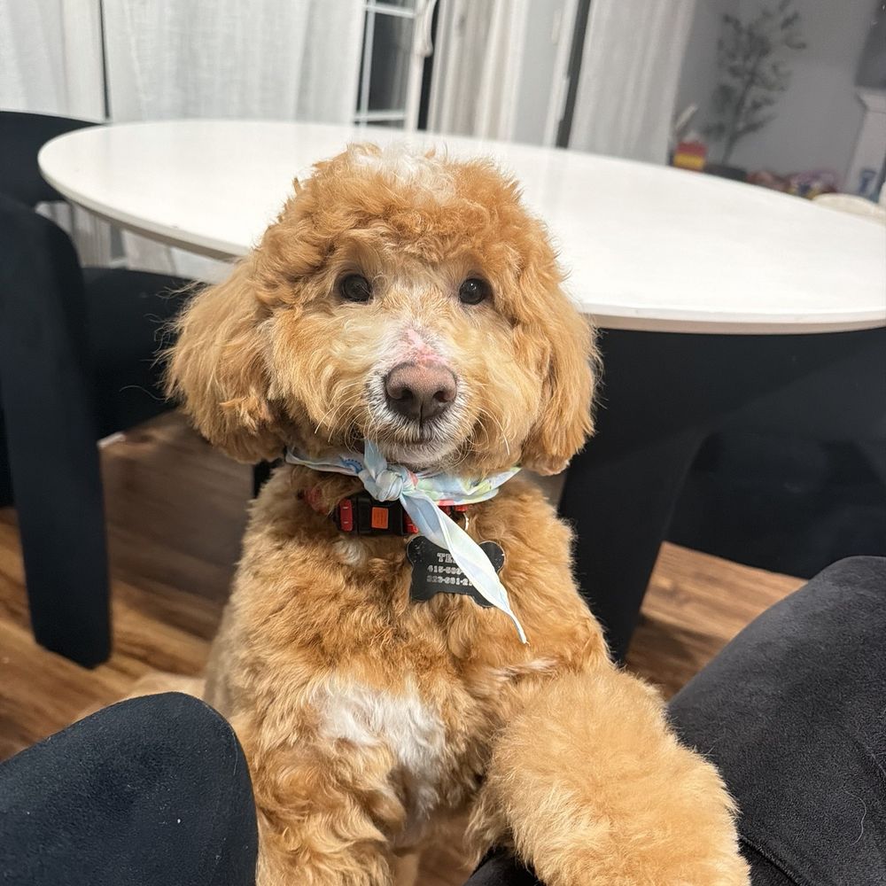 Pawssentials - Pet Groomers Near Me - Milpitas, California