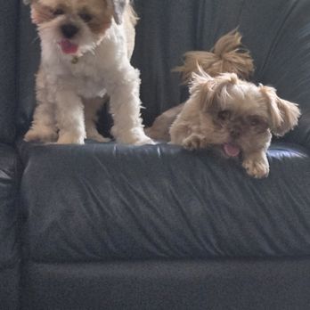 Aussie Pet Mobile Katy & Cypress - I wouldn't of paid this if l was home - Pet Groomers Near Me