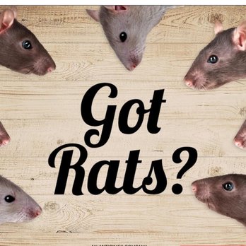 No More Buggin - Pest Control Near Me - Norco, California No More Buggin - Pest Control Near Me - Norco, California