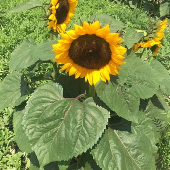 Sweetfields Farm - Farmers Market Near Me - Masaryktown, Florida