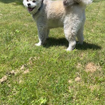 Shampoochie - Pet Groomers Near Me - Washingtonville, New York