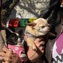 Photo of SCV Woof N Wag