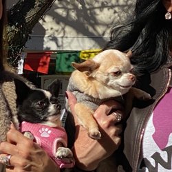SCV Woof N Wag - Lady bug and Ginger