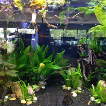 Optimum Aquarium - Discus Tank - Pet Stores Near Me - Kennesaw, Georgia Optimum Aquarium - Discus Tank - Pet Stores Near Me - Kennesaw, Georgia