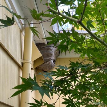 Banish Pest Control - Pest Control Near Me Banish Pest Control - Pest Control Near Me