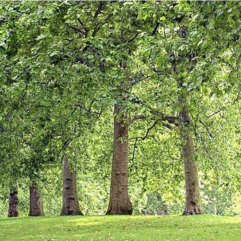 Verified Outdoor Services - Landscaping Near Me - Atlanta, Georgia Verified Outdoor Services - Landscaping Near Me - Atlanta, Georgia