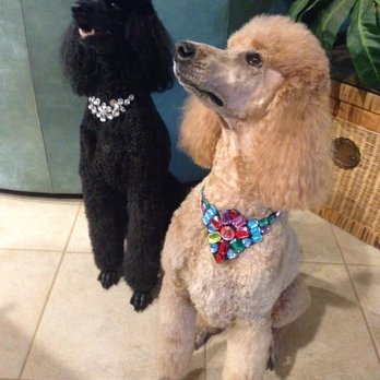 Manny's Pet Grooming - After our visit to Manny's - Pet Groomers Near Me - Bonita Spring, Florida