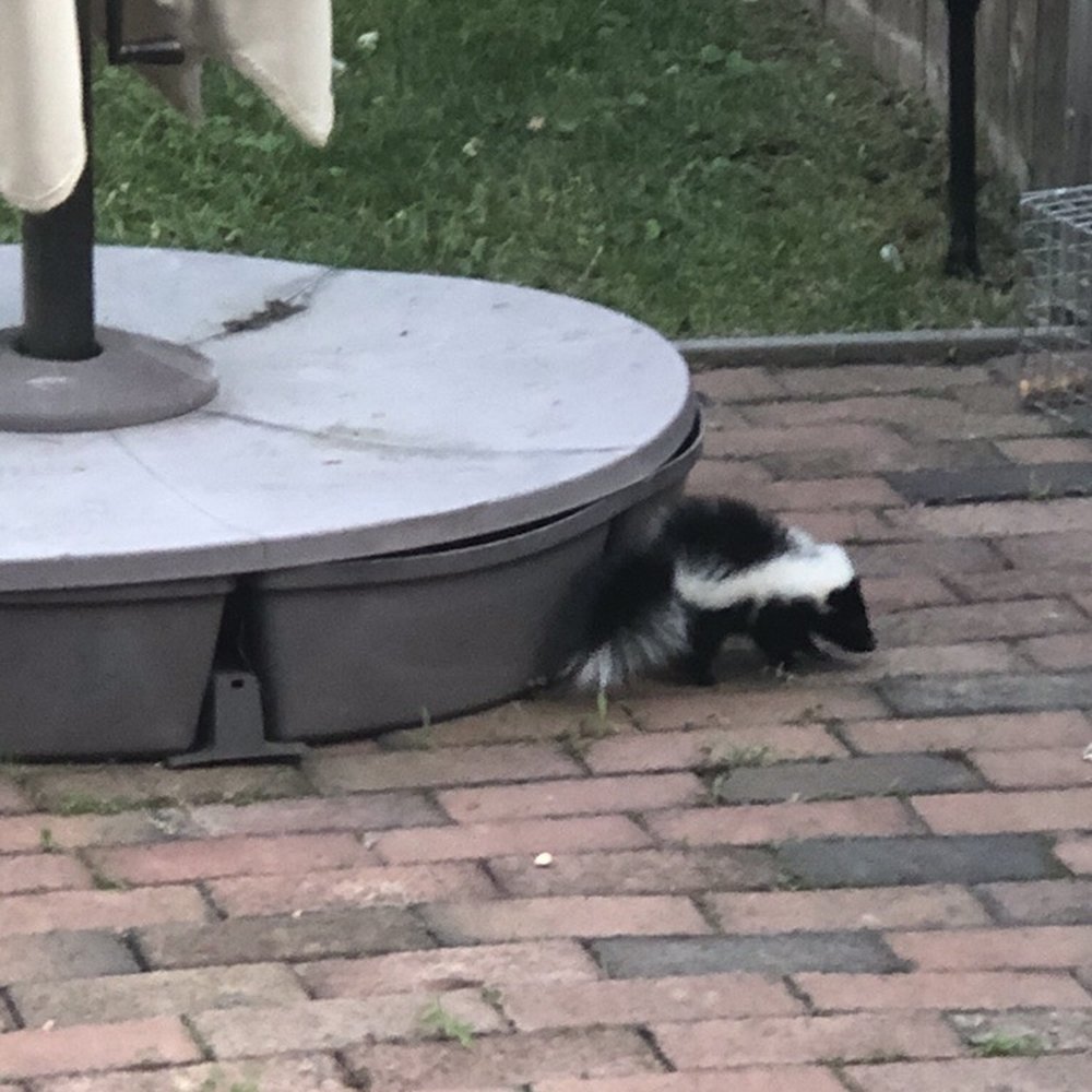 Skunk