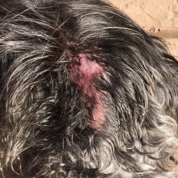 mucky mutts mobile dog grooming