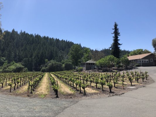Merus Wines by null