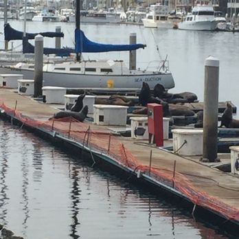 Hampton Inn Channel Islands Harbor - Seals - Hotels Near Me - Oxnard, California Hampton Inn Channel Islands Harbor - Seals - Hotels Near Me - Oxnard, California