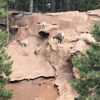Bearizona - Big horn sheep - Zoos Near Me - Williams, Arizona Bearizona - Big horn sheep - Zoos Near Me - Williams, Arizona