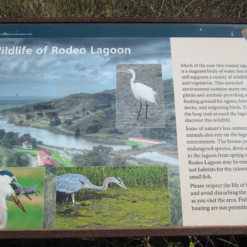 Rodeo Beach - Wildlife of Rodeo Lagoon - Beaches Near Me - Sausalito, California Rodeo Beach - Wildlife of Rodeo Lagoon - Beaches Near Me - Sausalito, California