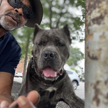 Allfordogs - Pet Training Near Me
