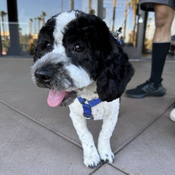 Pawlish Grooming - Pet Groomers Near Me - Las Vegas, Nevada