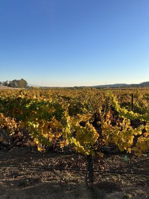 Vezér Family Vineyard - Blue Victorian by null