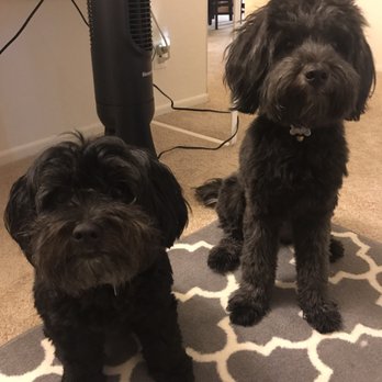 Ruff Haus Grooming - How the before usually looks. Definitely scruffy, but still cute. - Pet Groomers Near Me - Costa Mesa, California Ruff Haus Grooming - How the before usually looks. Definitely scruffy, but still cute. - Pet Groomers Near Me - Costa Mesa, California