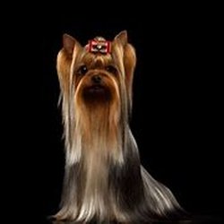A-1 k-9 grooming salon