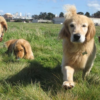 Jonny Walker - Time for my cuddle now. - Dog Walkers Near Me - San Francisco, California