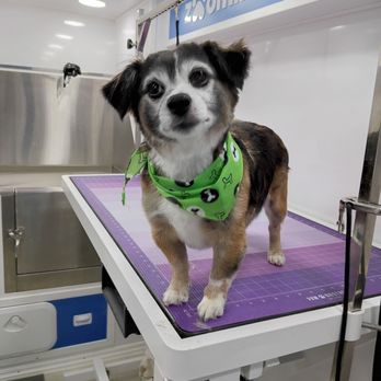 Zoomin Groomin - Yes, I know I'm handsome! - Pet Groomers Near Me Zoomin Groomin - Yes, I know I'm handsome! - Pet Groomers Near Me