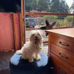Lone Pine Dogs Daycare - One happy Lone Pipe Pup