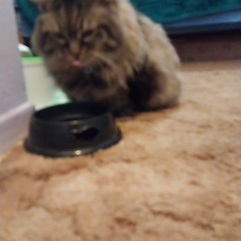 Googa Pet Grooming - You never get her to sit still but she came out excellent... Beautiful job Googa Thank you                    Sincerely Judie - Pet Groomers Near Me - Covina, California