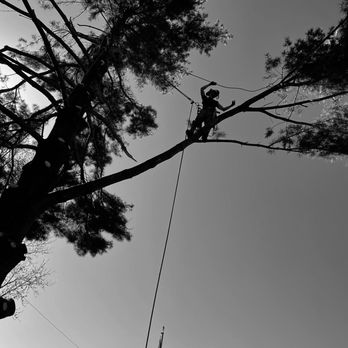 Extreme Tree Service - Tree Services Near Me - Swanton, Ohio