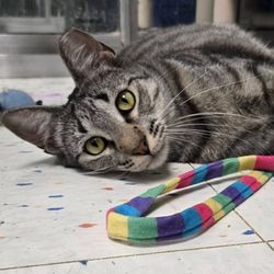 Tomlinson's Feed - Kitties available for adoption with partner rescue Ferallife Guards!  Go meet Samantha!