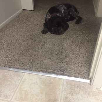 PetSmart - Our 7 month old cocker spaniel - all tired after his day at the groomers! He looks and smells great! - Pet Training Near Me - Oceanside, California PetSmart - Our 7 month old cocker spaniel - all tired after his day at the groomers! He looks and smells great! - Pet Training Near Me - Oceanside, California