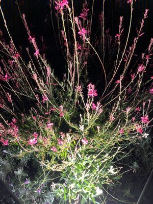 Beethoven-Denkmal by null