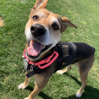 Valet Vet Mobile Veterinary Services - Veterinarians Near Me - Phoenix, Arizona Valet Vet Mobile Veterinary Services - Veterinarians Near Me - Phoenix, Arizona