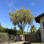 Aztreeguys