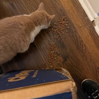 FedEx - Cat loves the spillage - Couriers & Delivery Services Near Me - Memphis, Tennessee FedEx - Cat loves the spillage - Couriers & Delivery Services Near Me - Memphis, Tennessee