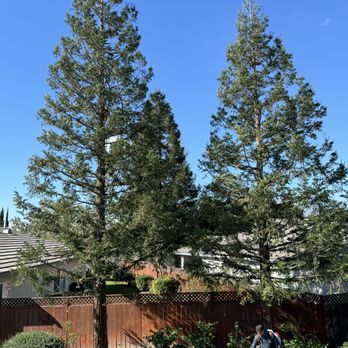 Carlos Tree Service - Tree Services Near Me