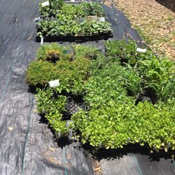 Growing Grounds Farm - Herbs