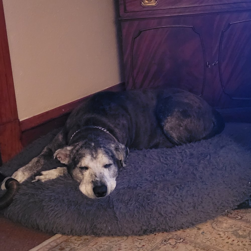 Memorial Veterinary Hospital - After one of his appointments. Lol. Tired out. - Veterinarians Near Me - Dickson City, Pennsylvania Memorial Veterinary Hospital - After one of his appointments. Lol. Tired out. - Veterinarians Near Me - Dickson City, Pennsylvania