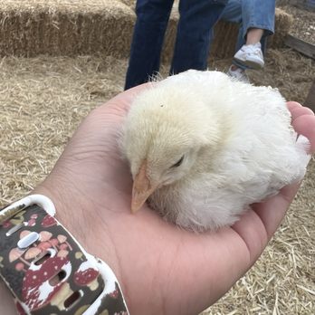 Impossible Acres Farm - Chickey :) - Pick Your Own Farms Near Me - Davis, California