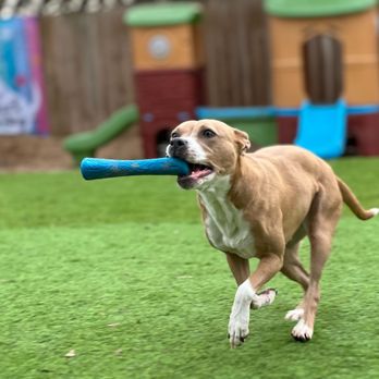 My Love Fur Paws - Pet Training Near Me - Austin, Texas My Love Fur Paws - Pet Training Near Me - Austin, Texas