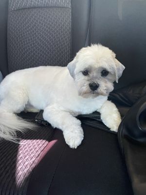 DESLY'S PET GROOMING by null