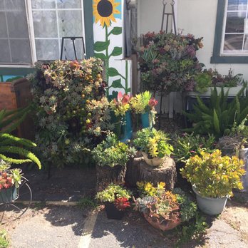 Little Parrot Farm - Beautiful succulents - Farms Near Me - Rowland Heights, California Little Parrot Farm - Beautiful succulents - Farms Near Me - Rowland Heights, California