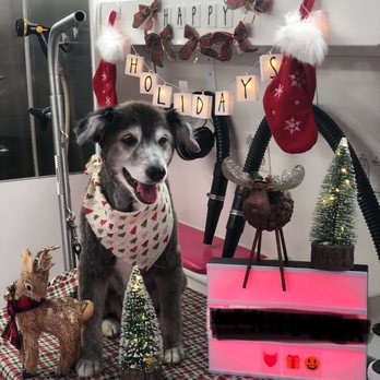 Dirty Dog Solutions - Pet Groomers Near Me Dirty Dog Solutions - Pet Groomers Near Me