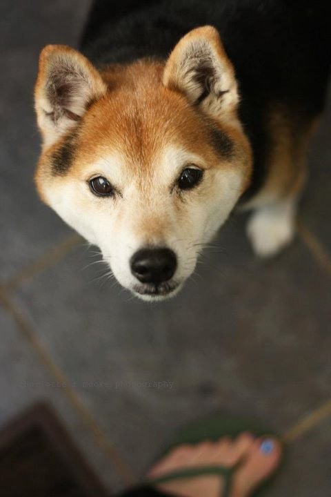 All Dogged Up Image