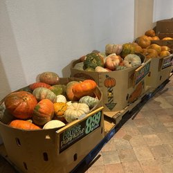 Trader Joe's - Pumpkin season all over the land