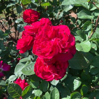 Shaw Garden - Roses in Shaw Garden - Botanical Gardens Near Me - Greenville, South Carolina Shaw Garden - Roses in Shaw Garden - Botanical Gardens Near Me - Greenville, South Carolina