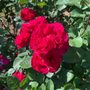 Photo of Shaw Garden