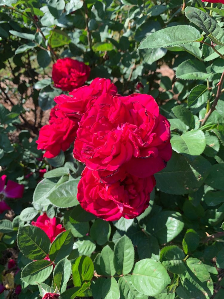 SHAW GARDEN Updated October 2024 E Camperdown Way, Greenville