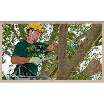 Belcher Tree Service - Tree Services Near Me